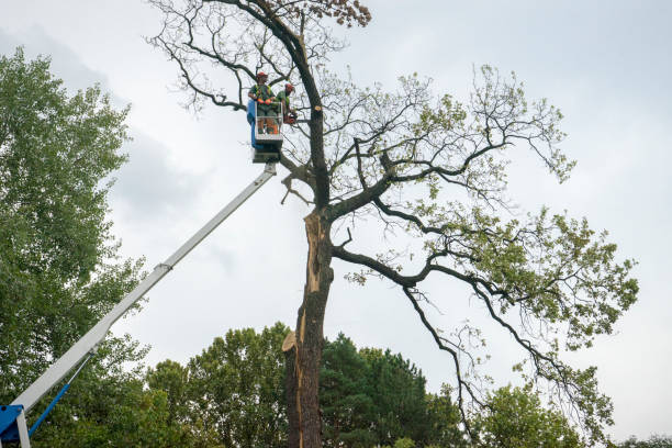 Best Tree Branch Trimming  in USA